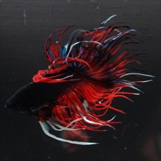 画像7: CT　ブラックキャンディ (7)