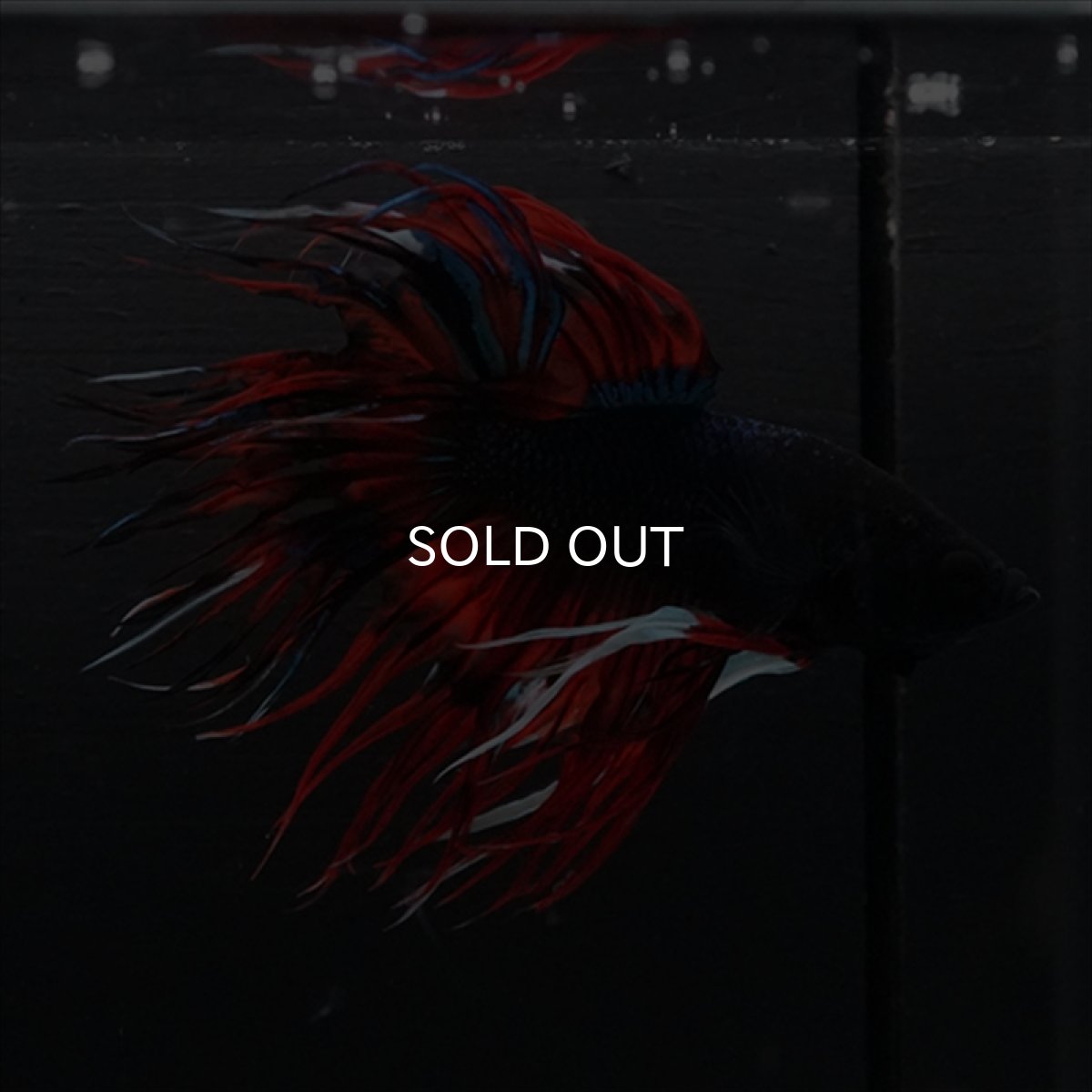 画像6: CT　ブラックキャンディ (6)