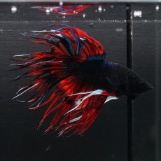画像6: CT　ブラックキャンディ (6)