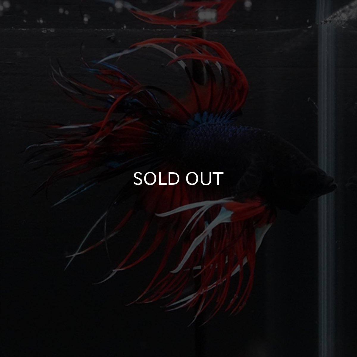 画像5: CT　ブラックキャンディ (5)