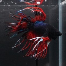 画像5: CT　ブラックキャンディ (5)