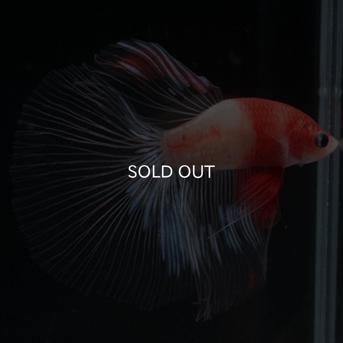 画像2: HM　紅白　クリアフィン (2)