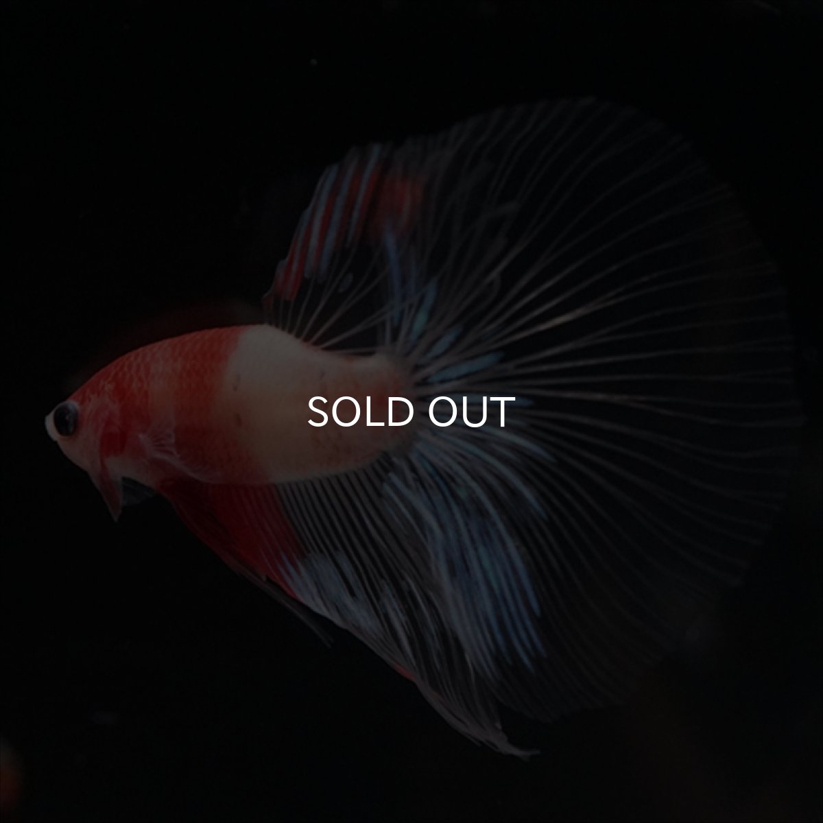 画像6: HM　紅白　クリアフィン (6)