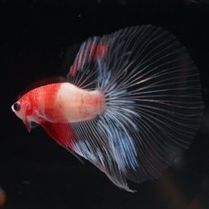 画像6: HM　紅白　クリアフィン (6)