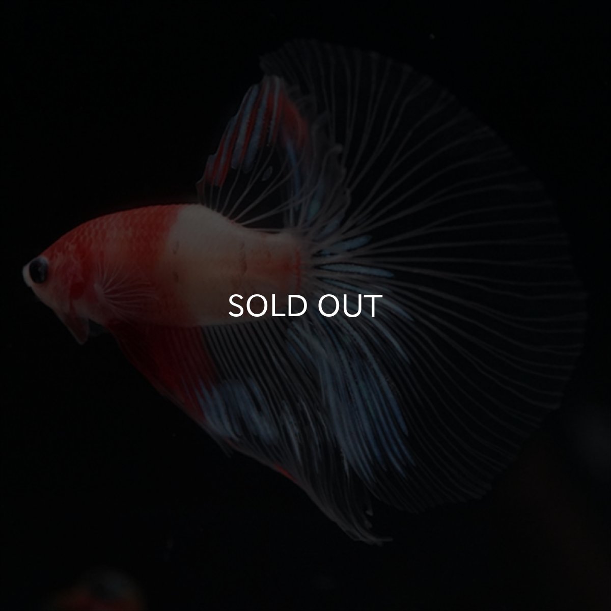 画像5: HM　紅白　クリアフィン (5)