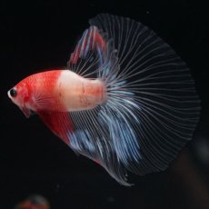 画像5: HM　紅白　クリアフィン (5)