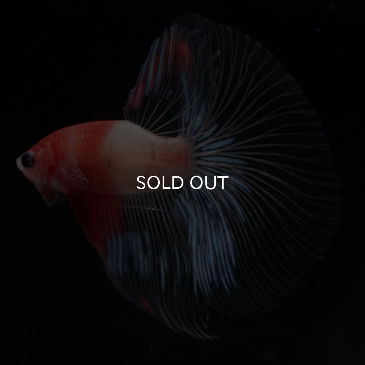 画像4: HM　紅白　クリアフィン (4)