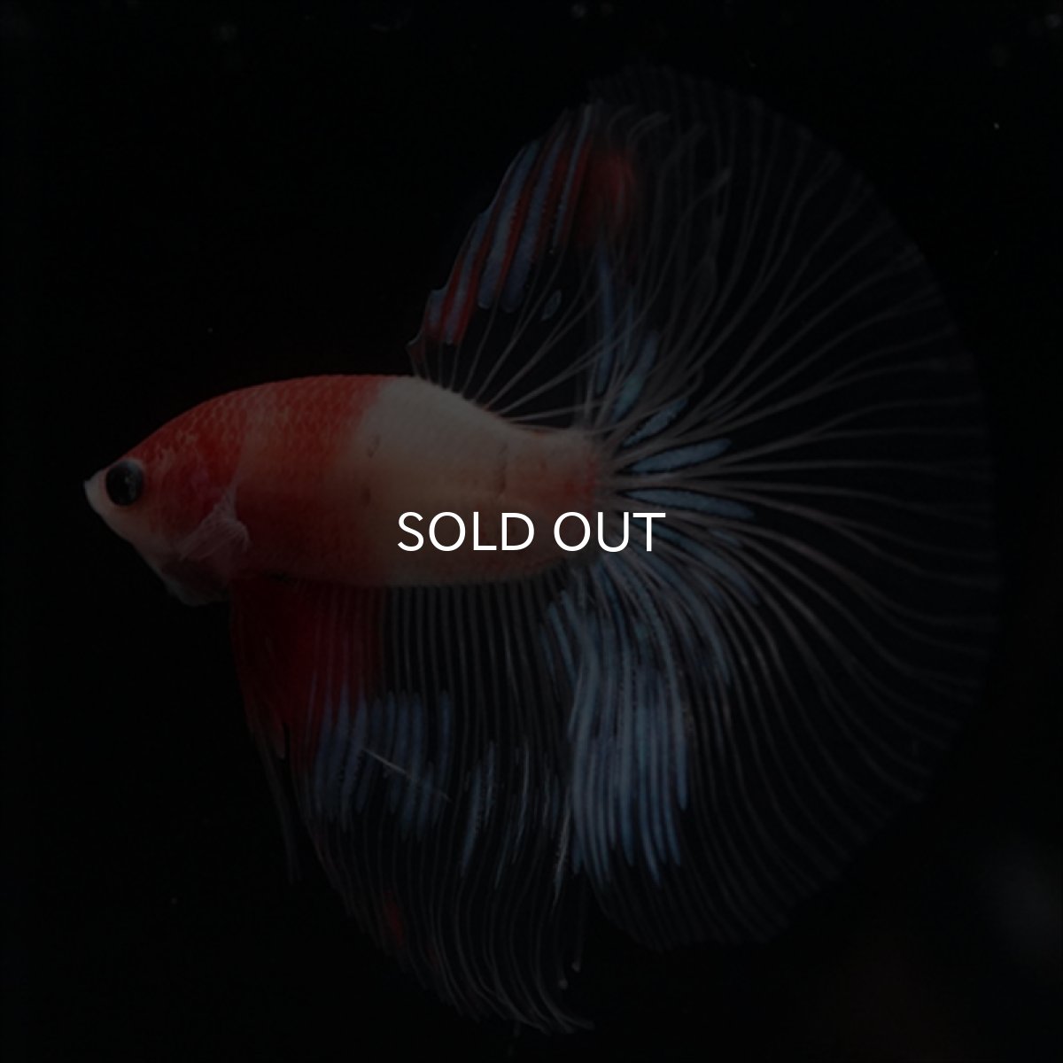 画像3: HM　紅白　クリアフィン (3)