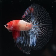 画像3: HM　紅白　クリアフィン (3)