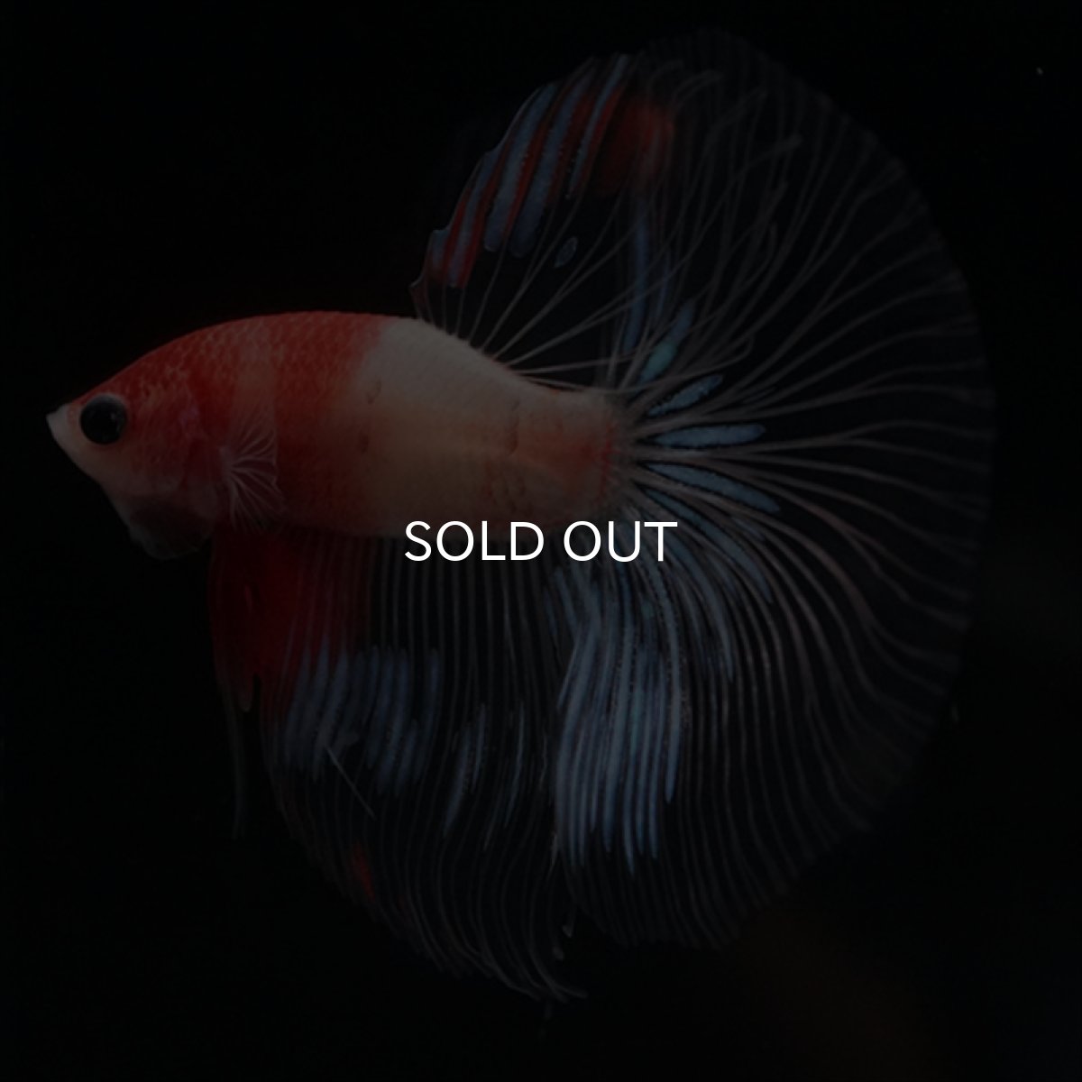 画像1: HM　紅白　クリアフィン (1)