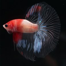 画像1: HM　紅白　クリアフィン (1)