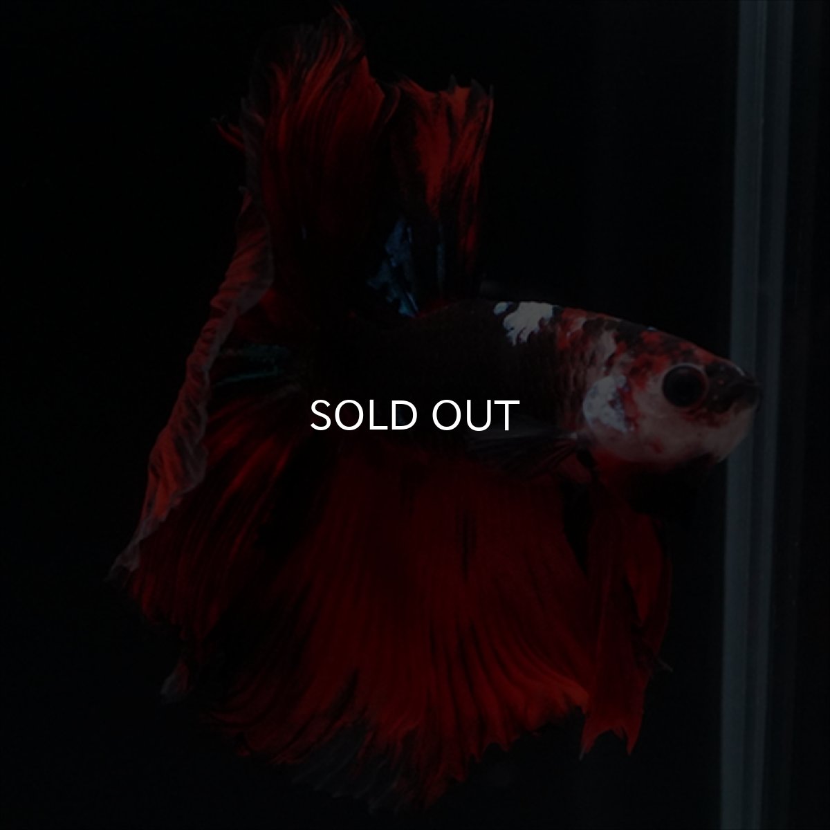 画像13: HM　ブラックキャンディ (13)