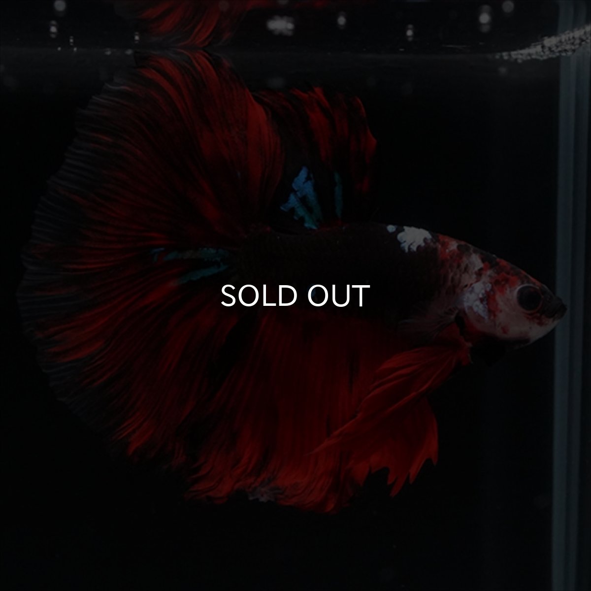 画像12: HM　ブラックキャンディ (12)