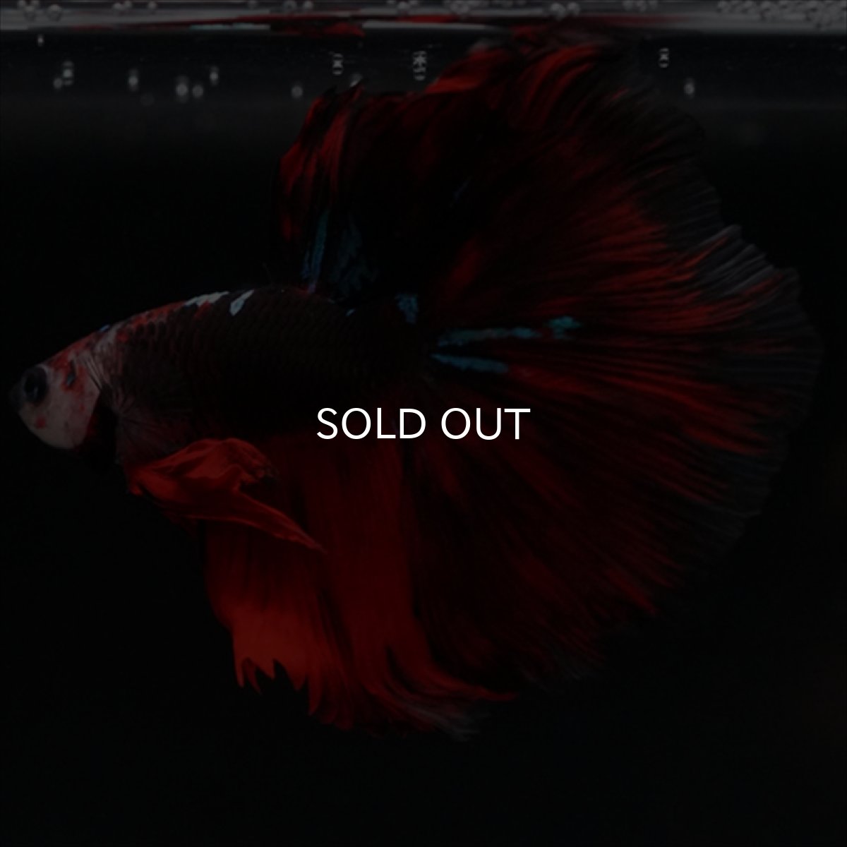 画像11: HM　ブラックキャンディ (11)