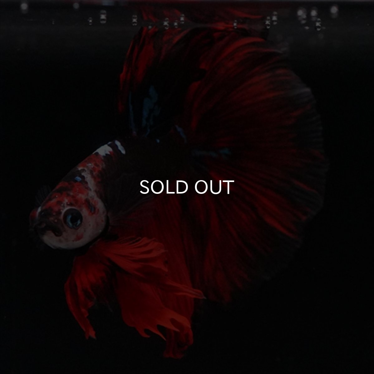 画像4: HM　ブラックキャンディ (4)