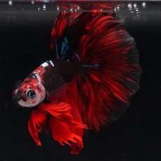 画像4: HM　ブラックキャンディ (4)