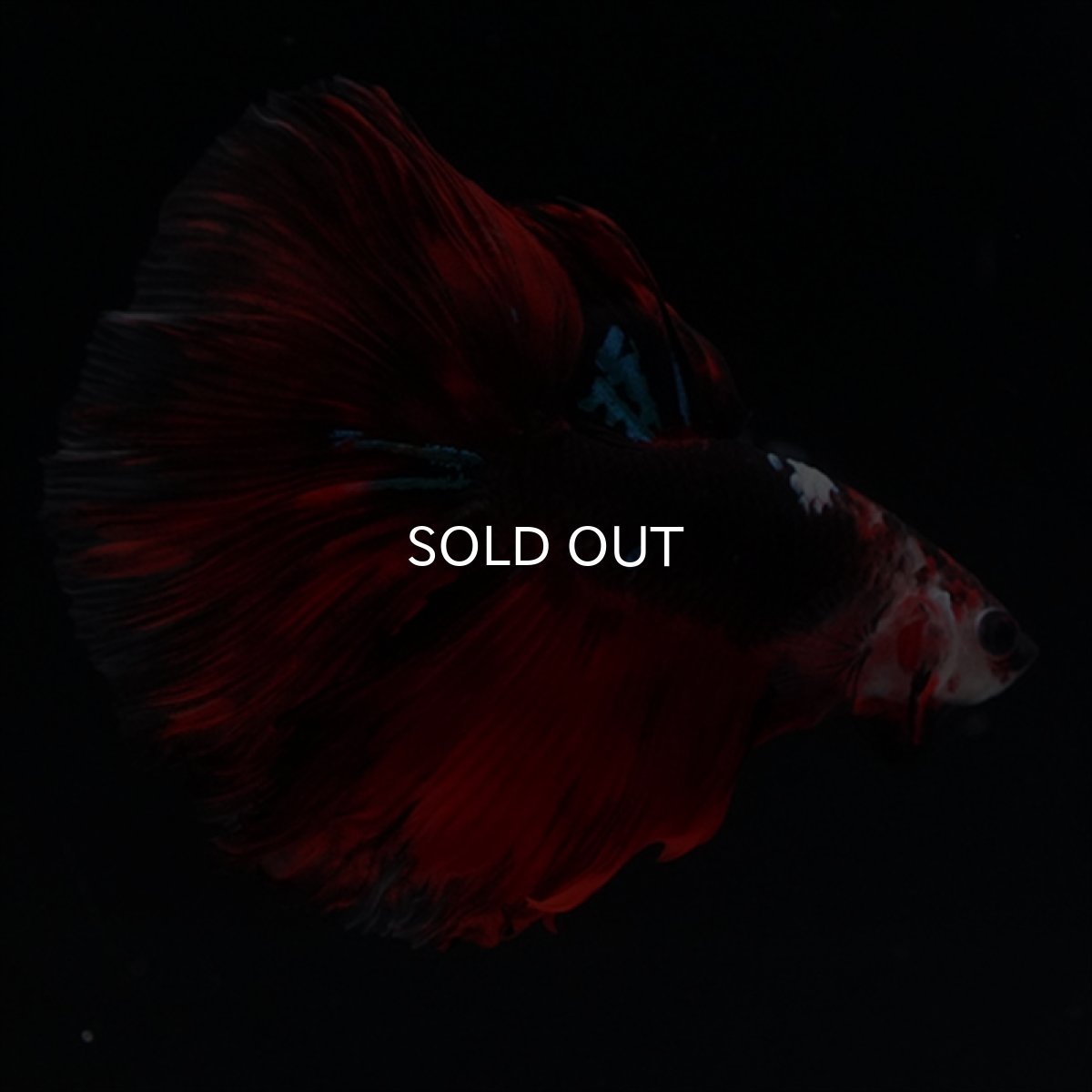 画像10: HM　ブラックキャンディ (10)