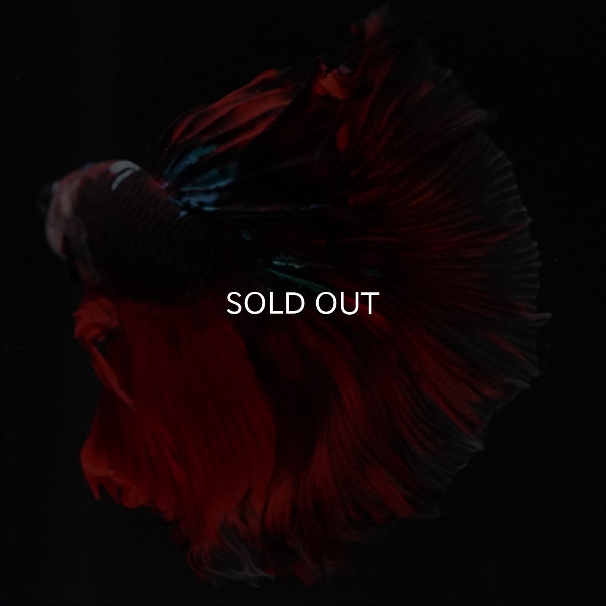 画像9: HM　ブラックキャンディ (9)