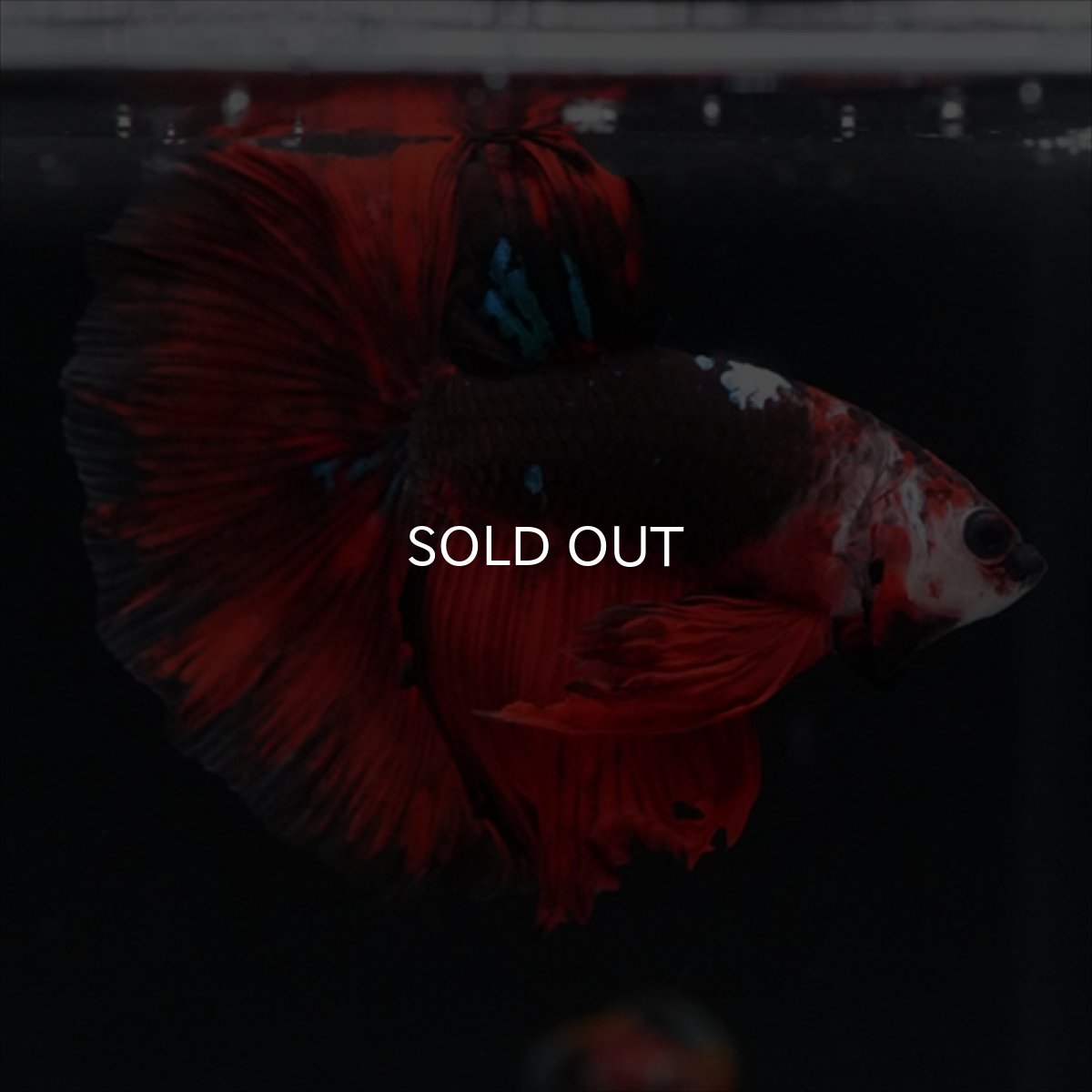 画像8: HM　ブラックキャンディ (8)