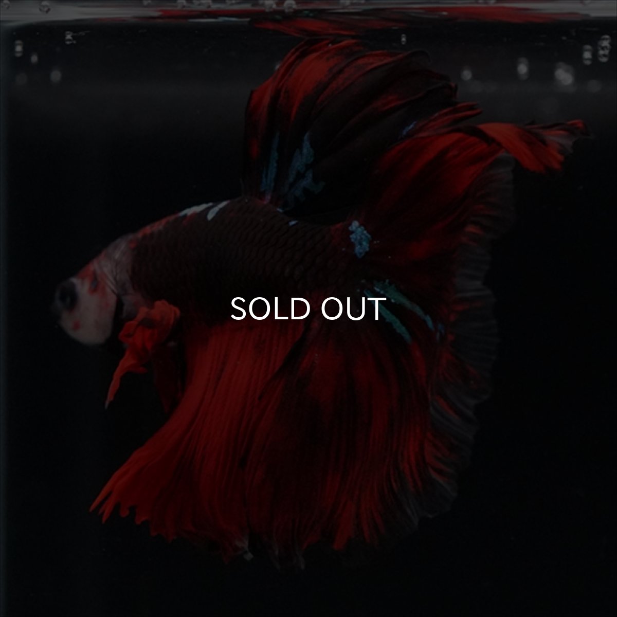 画像7: HM　ブラックキャンディ (7)