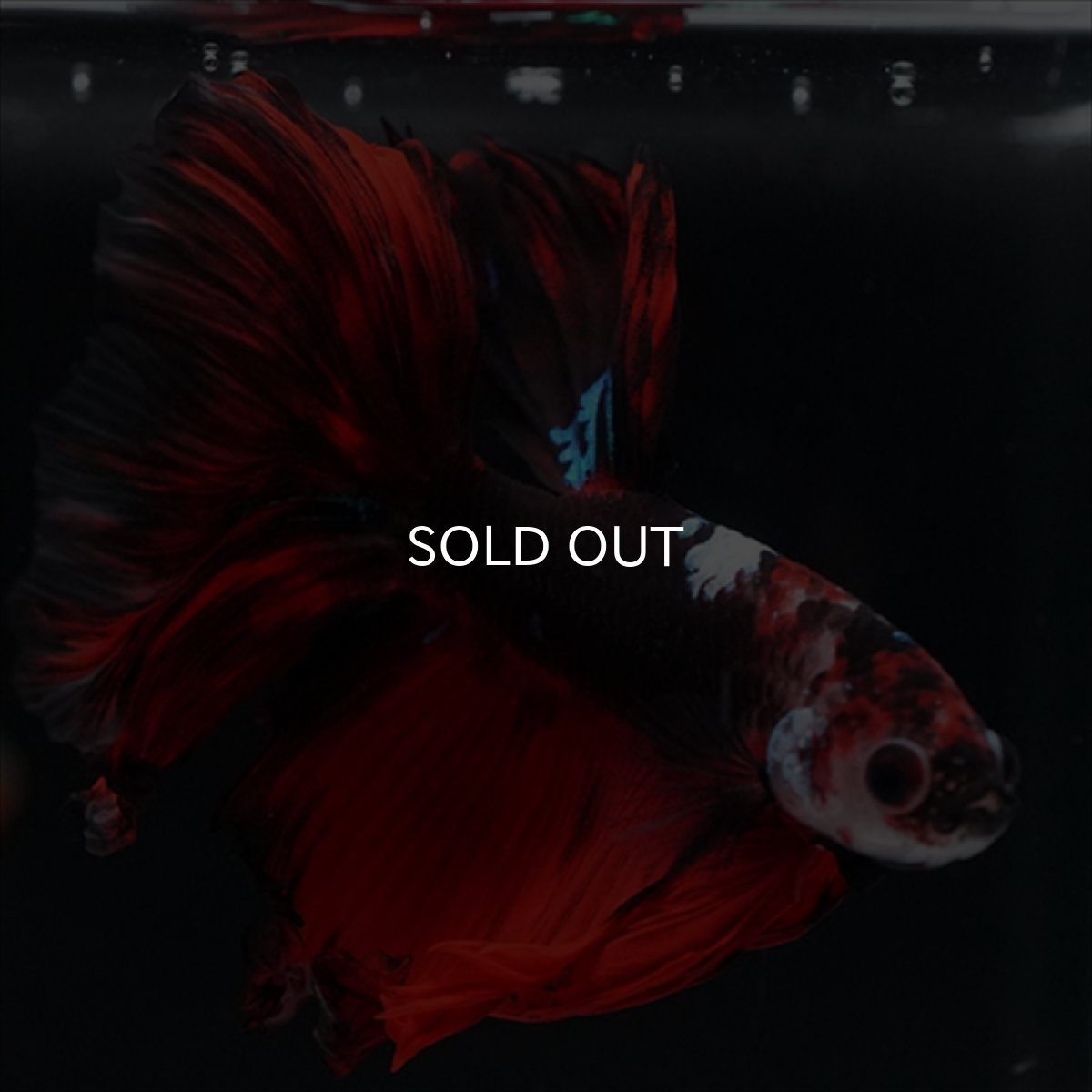 画像6: HM　ブラックキャンディ (6)