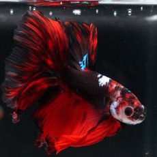画像6: HM　ブラックキャンディ (6)