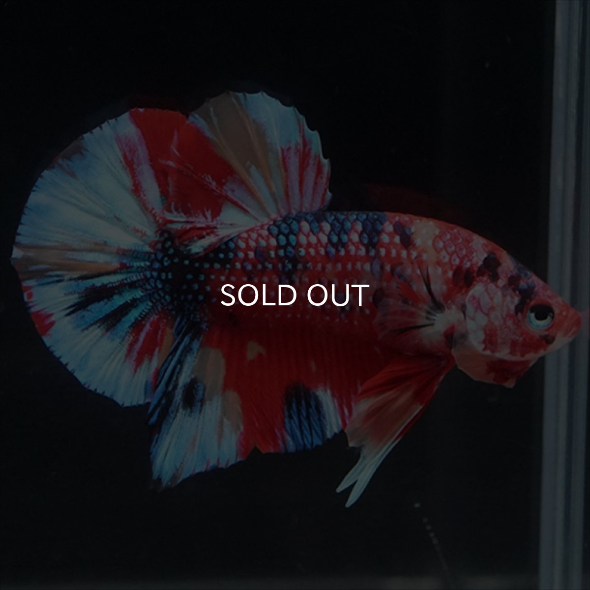 画像12: HMPK　キャンディギャラクシー (12)