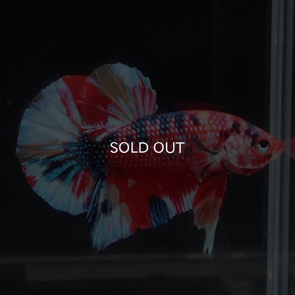 画像11: HMPK　キャンディギャラクシー (11)