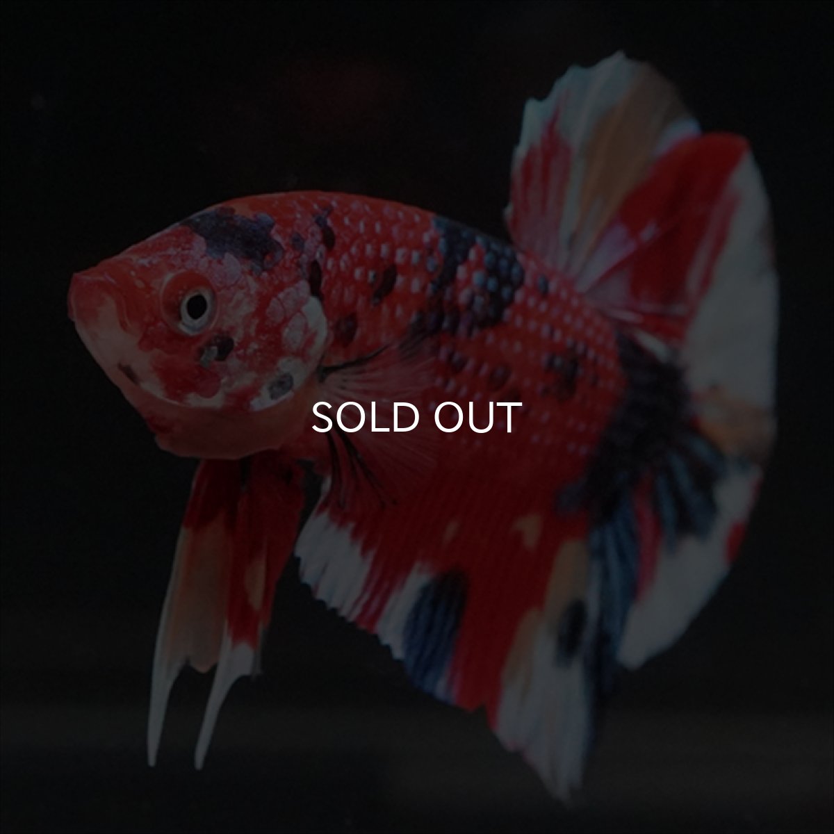 画像10: HMPK　キャンディギャラクシー (10)