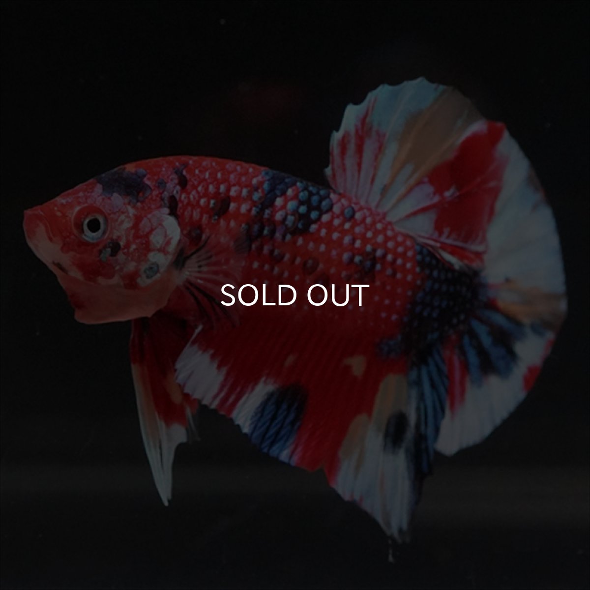 画像9: HMPK　キャンディギャラクシー (9)