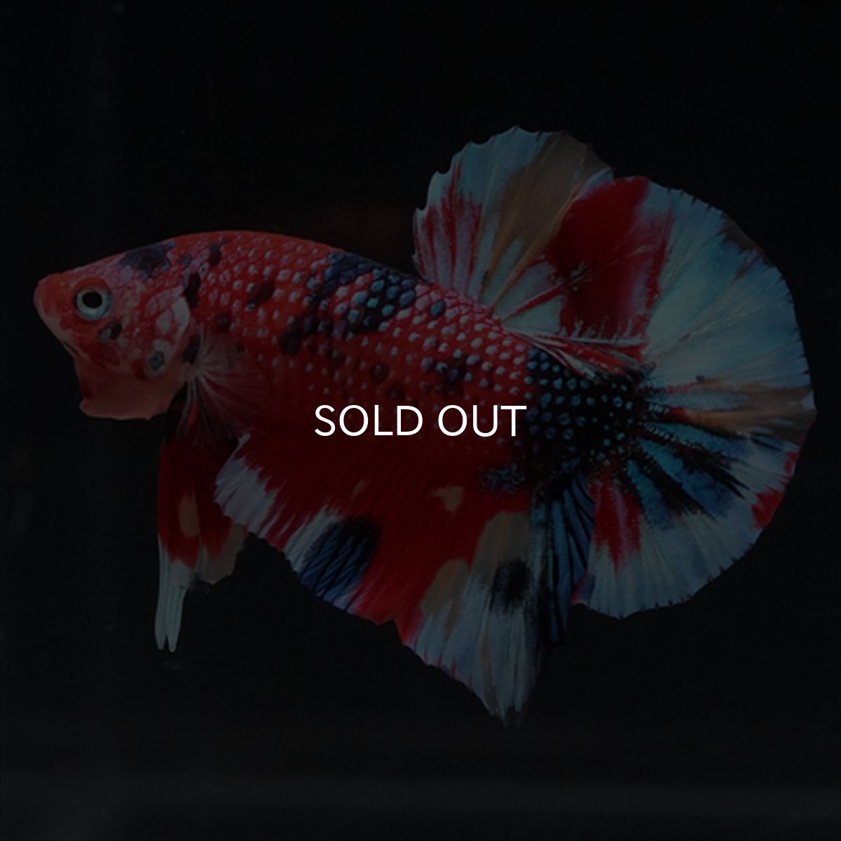 画像8: HMPK　キャンディギャラクシー (8)