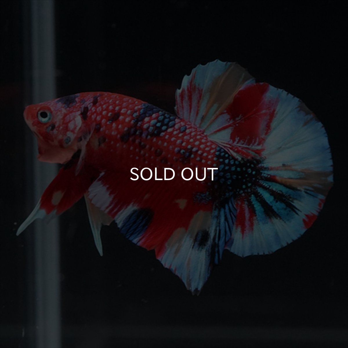 画像7: HMPK　キャンディギャラクシー (7)