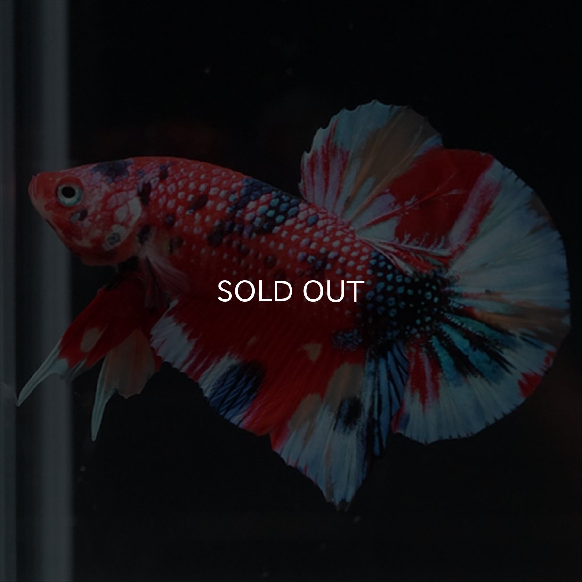 画像2: HMPK　キャンディギャラクシー (2)