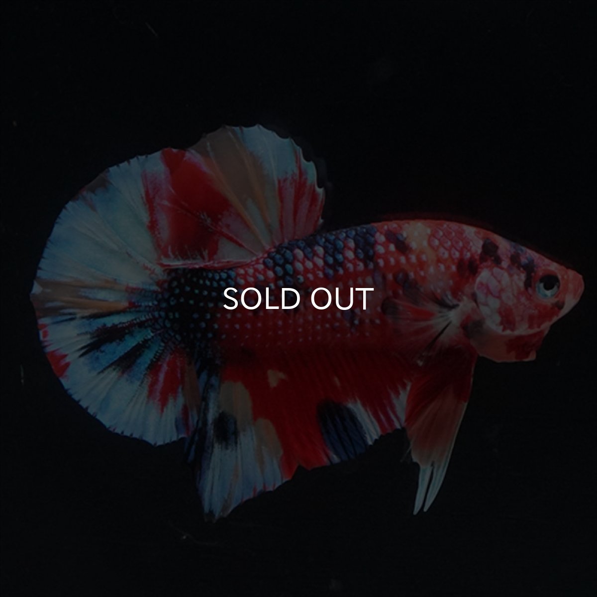 画像6: HMPK　キャンディギャラクシー (6)