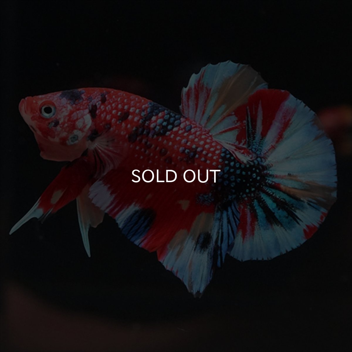 画像3: HMPK　キャンディギャラクシー (3)