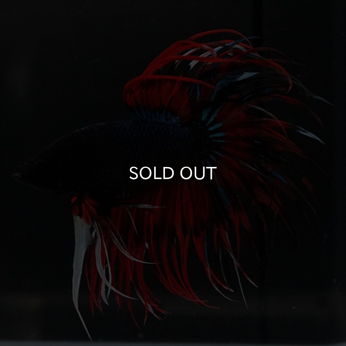 画像22: CT　ブラックキャンディ (22)