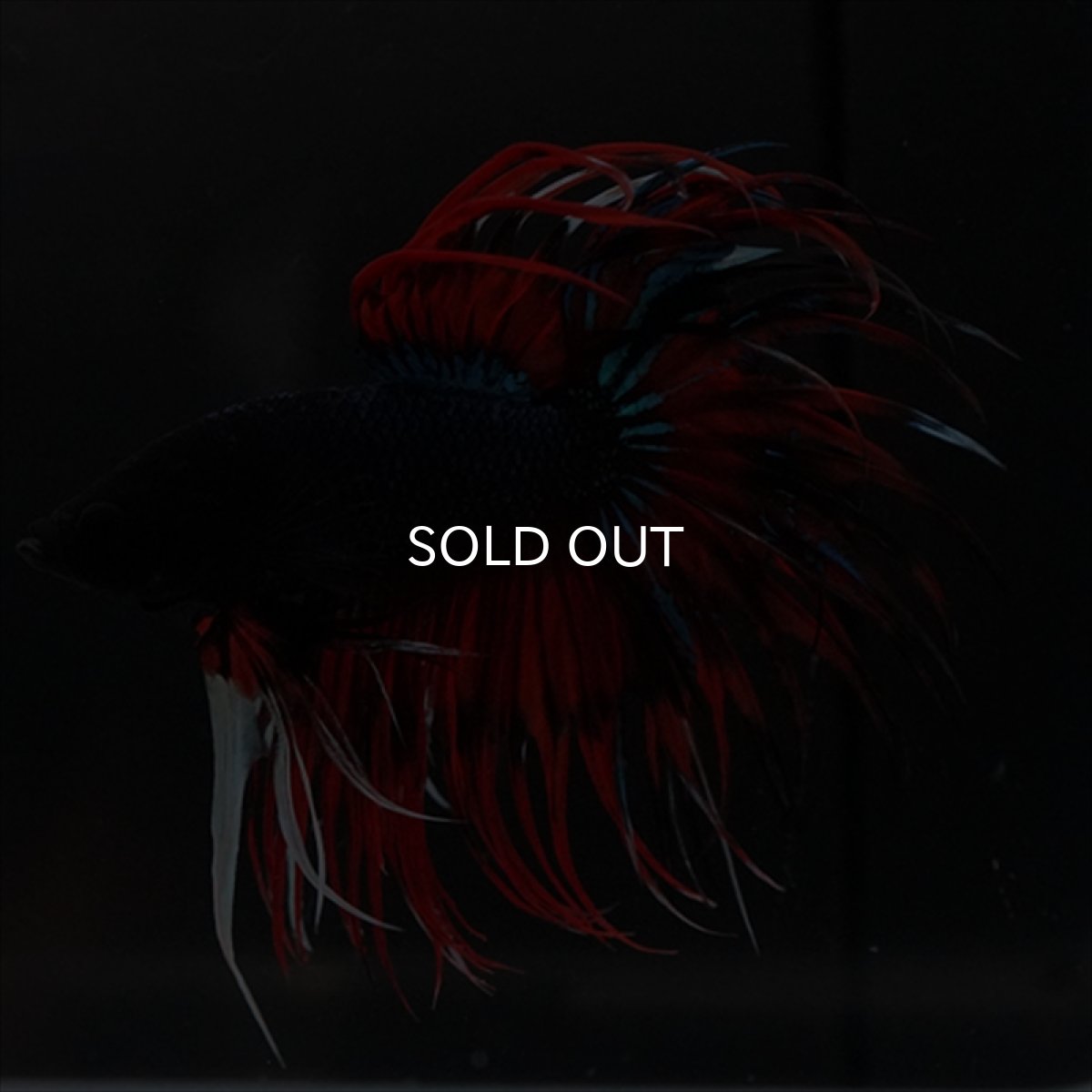 画像21: CT　ブラックキャンディ (21)