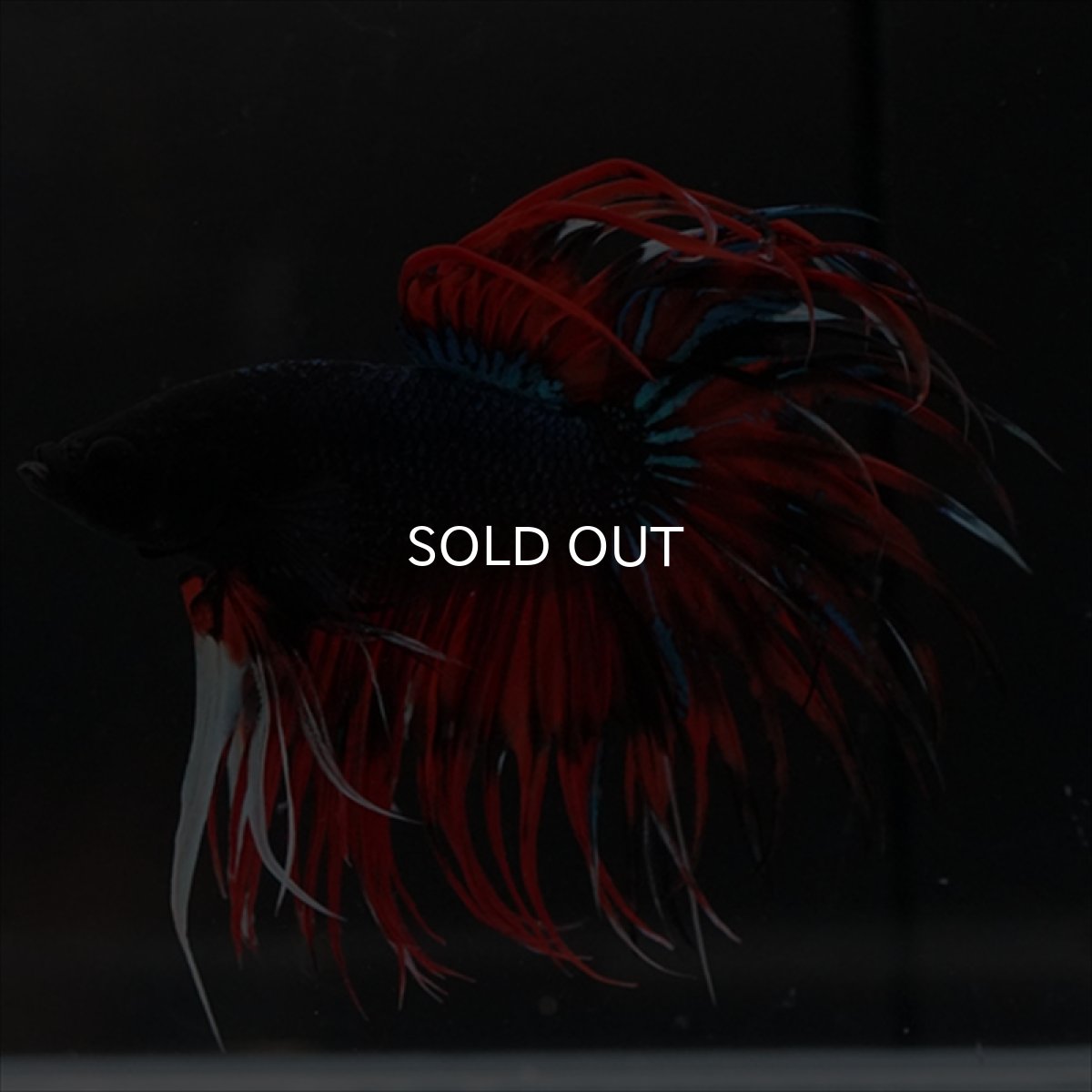 画像20: CT　ブラックキャンディ (20)