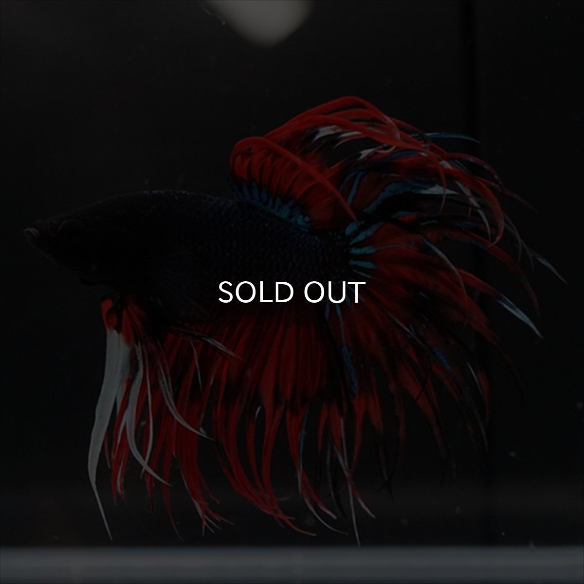 画像19: CT　ブラックキャンディ (19)