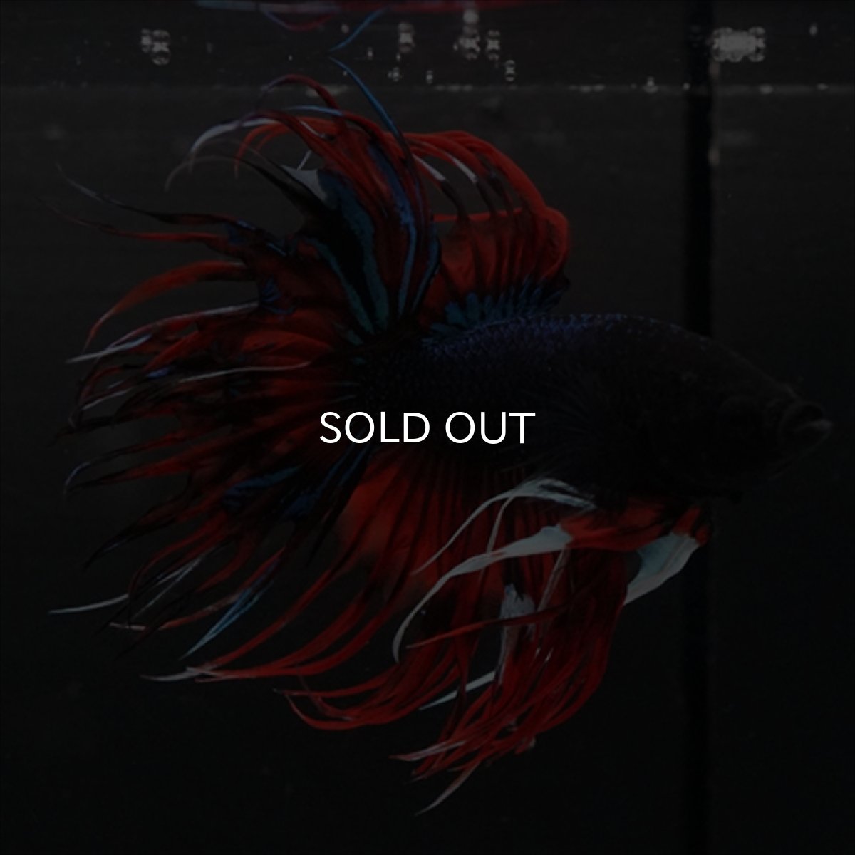 画像1: CT　ブラックキャンディ (1)