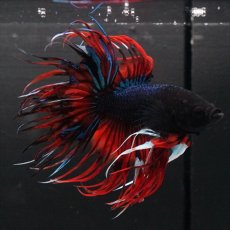 画像1: CT　ブラックキャンディ (1)