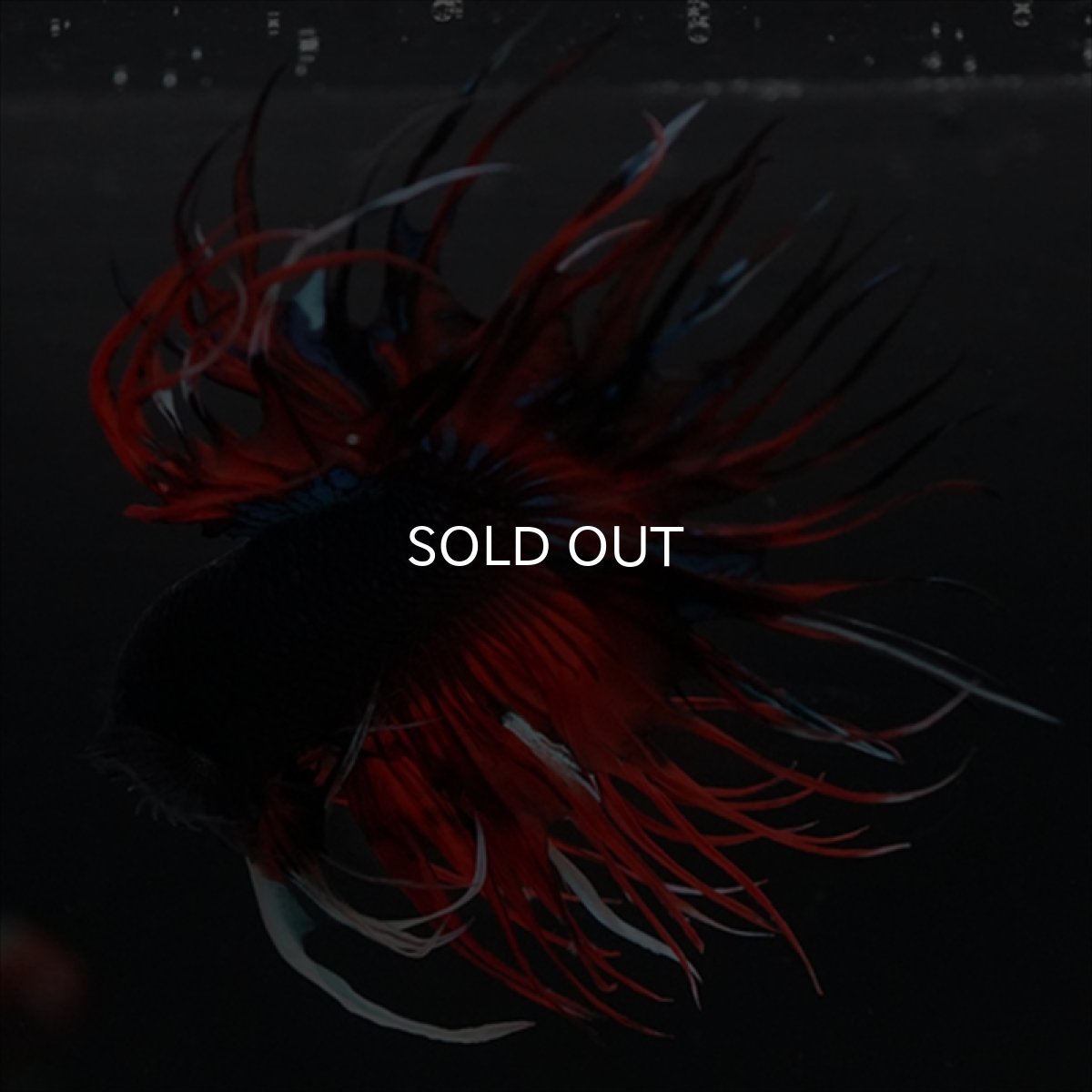 画像18: CT　ブラックキャンディ (18)