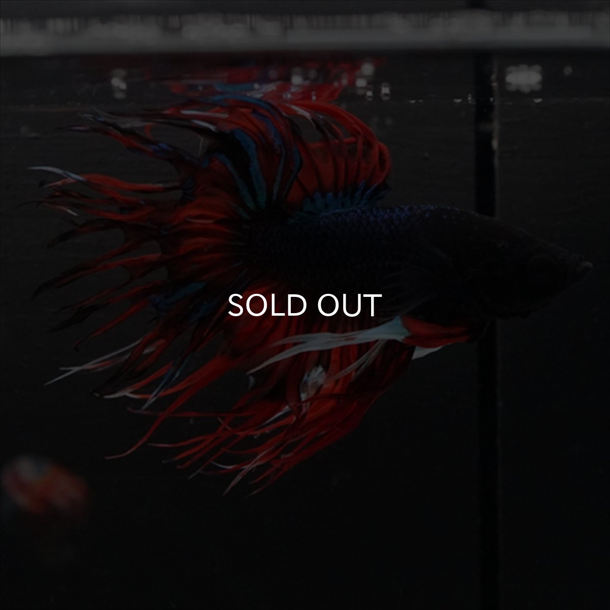 画像17: CT　ブラックキャンディ (17)