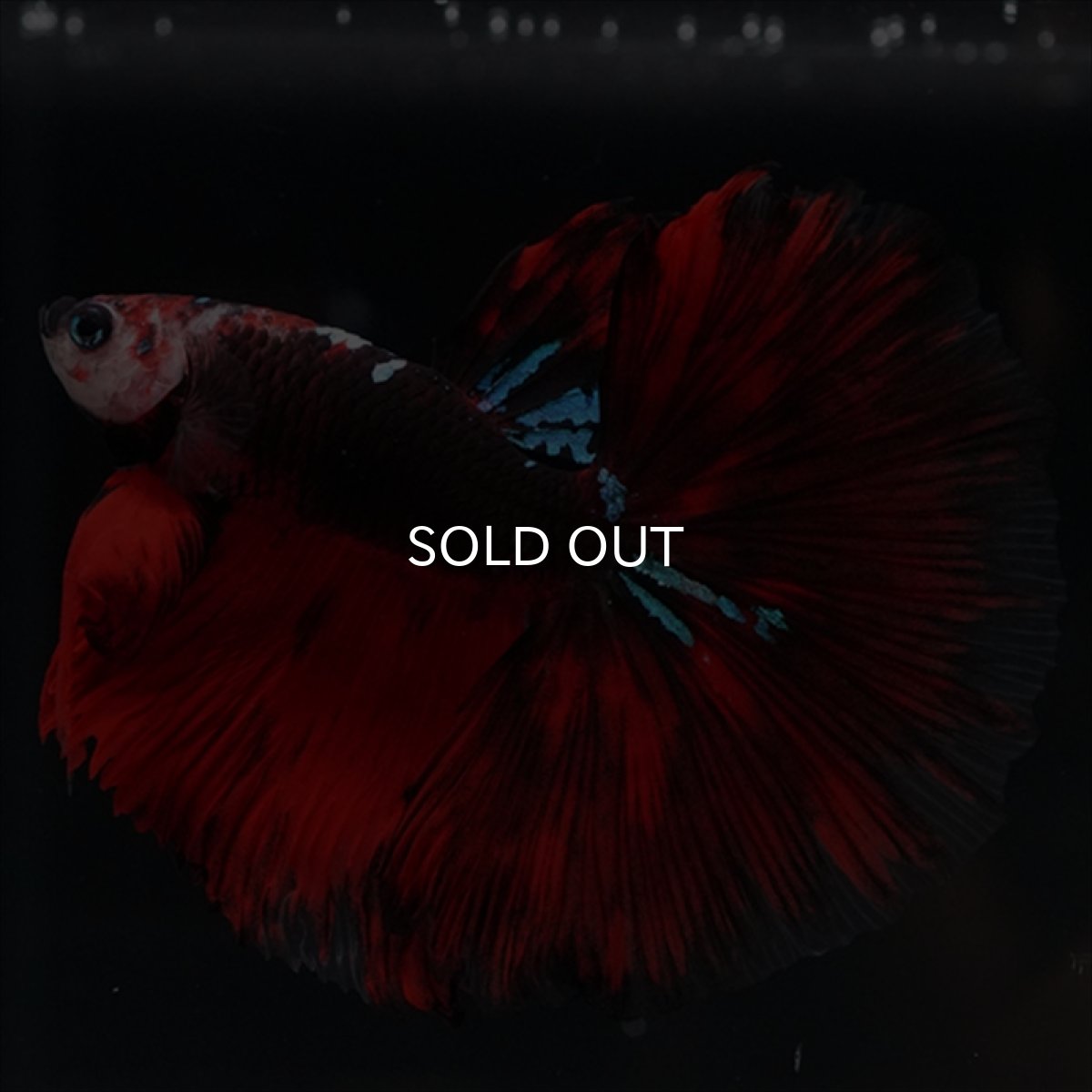 画像1: HM　ブラックキャンディ (1)