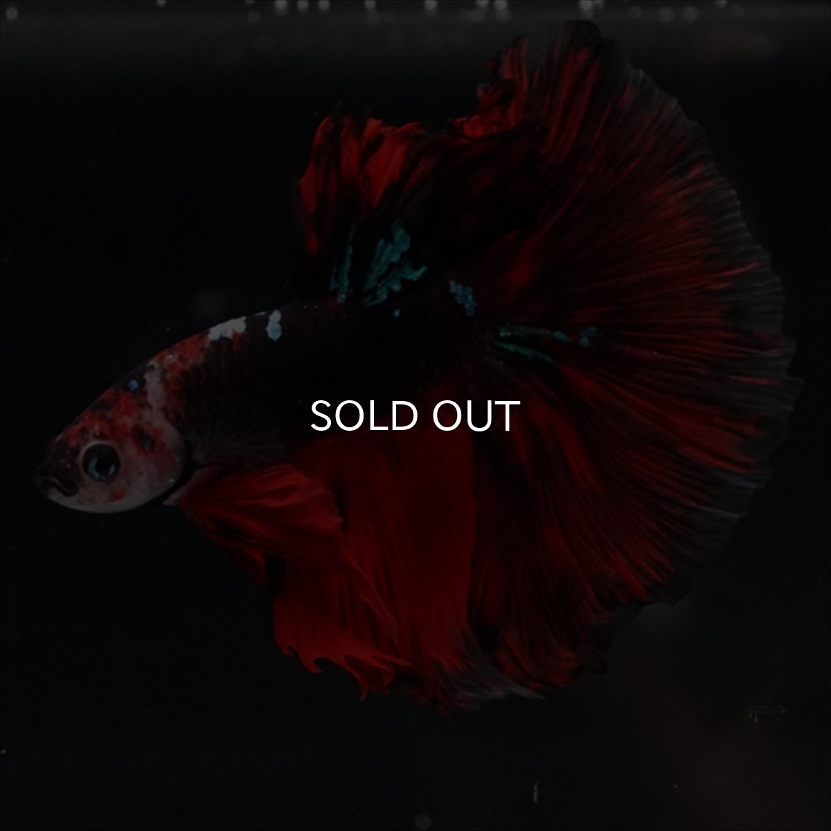 画像15: HM　ブラックキャンディ (15)