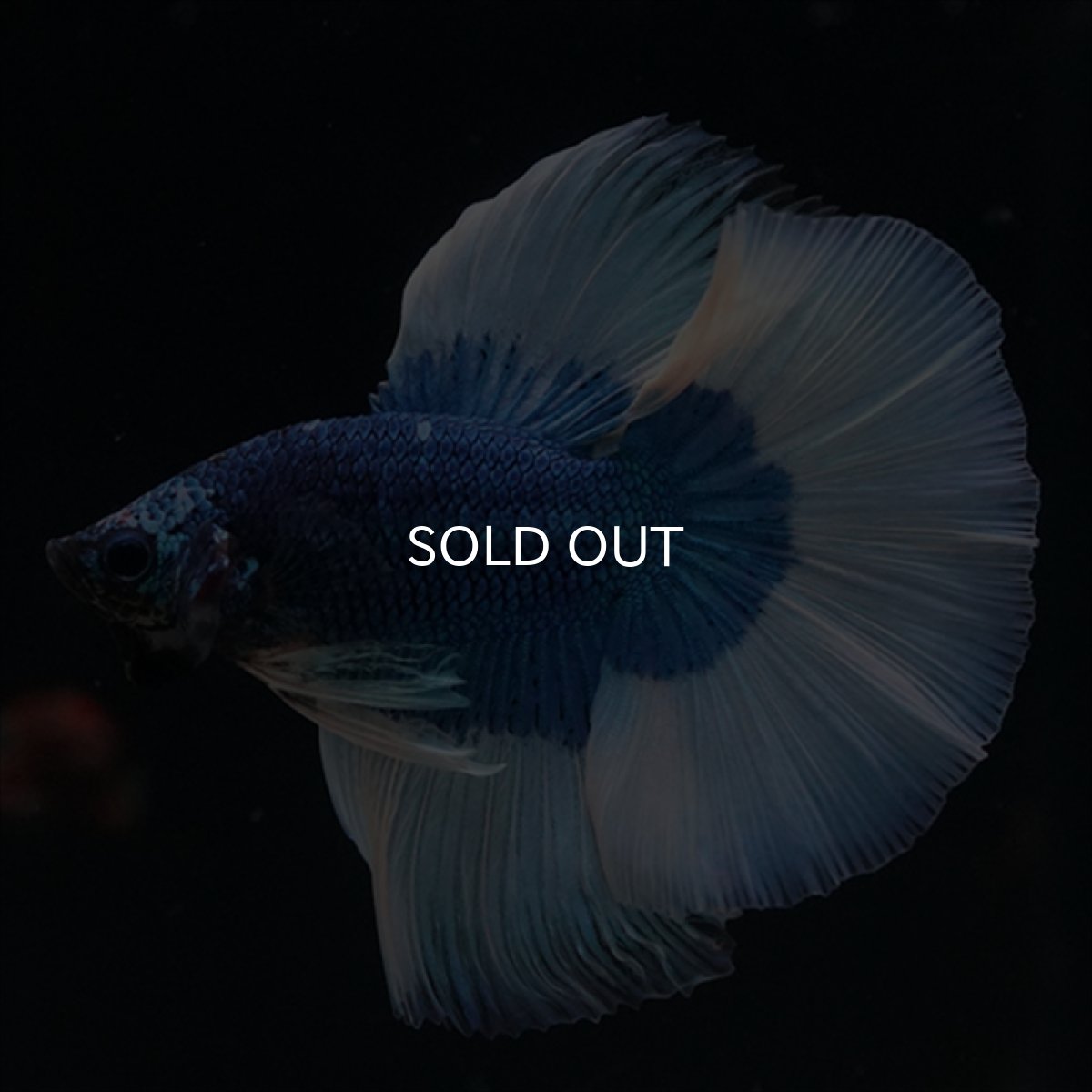 画像20: HM　ブルーバタフライ (20)