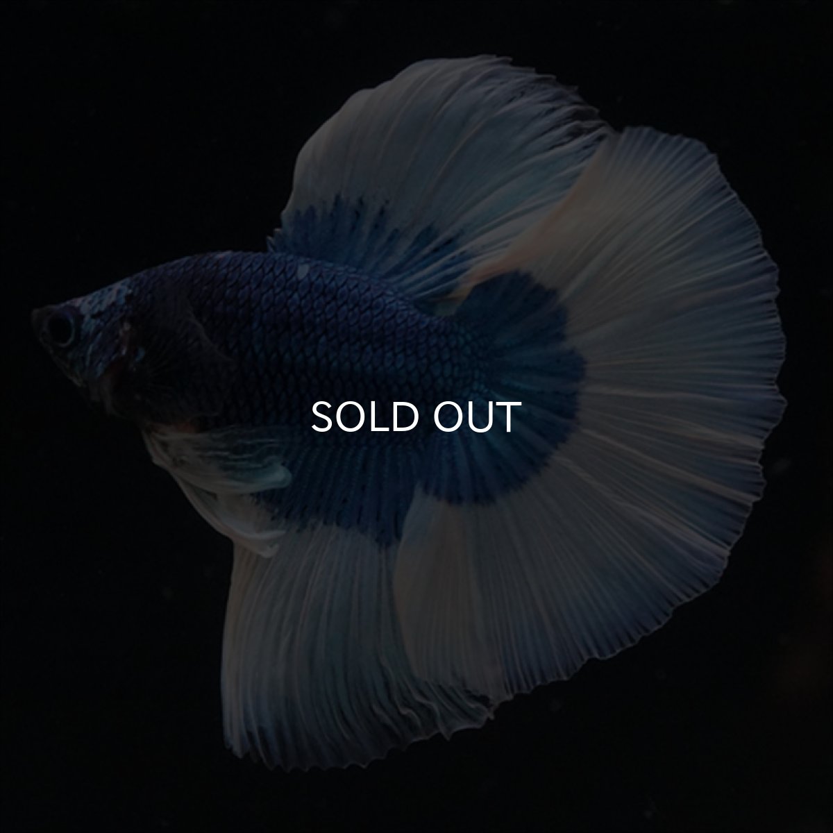 画像19: HM　ブルーバタフライ (19)