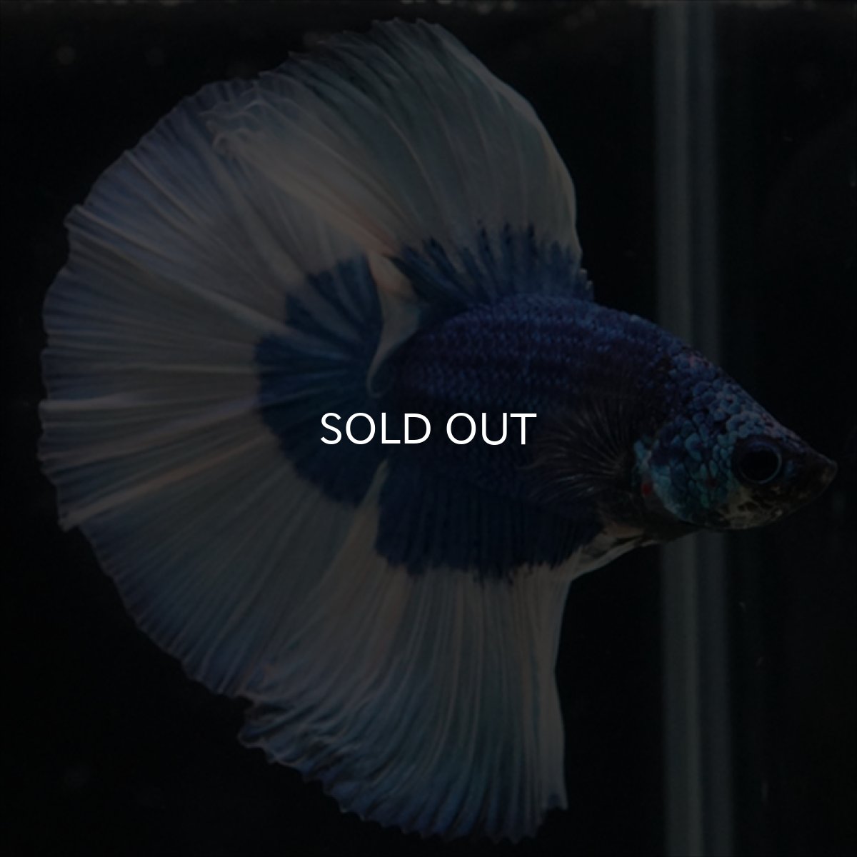 画像18: HM　ブルーバタフライ (18)