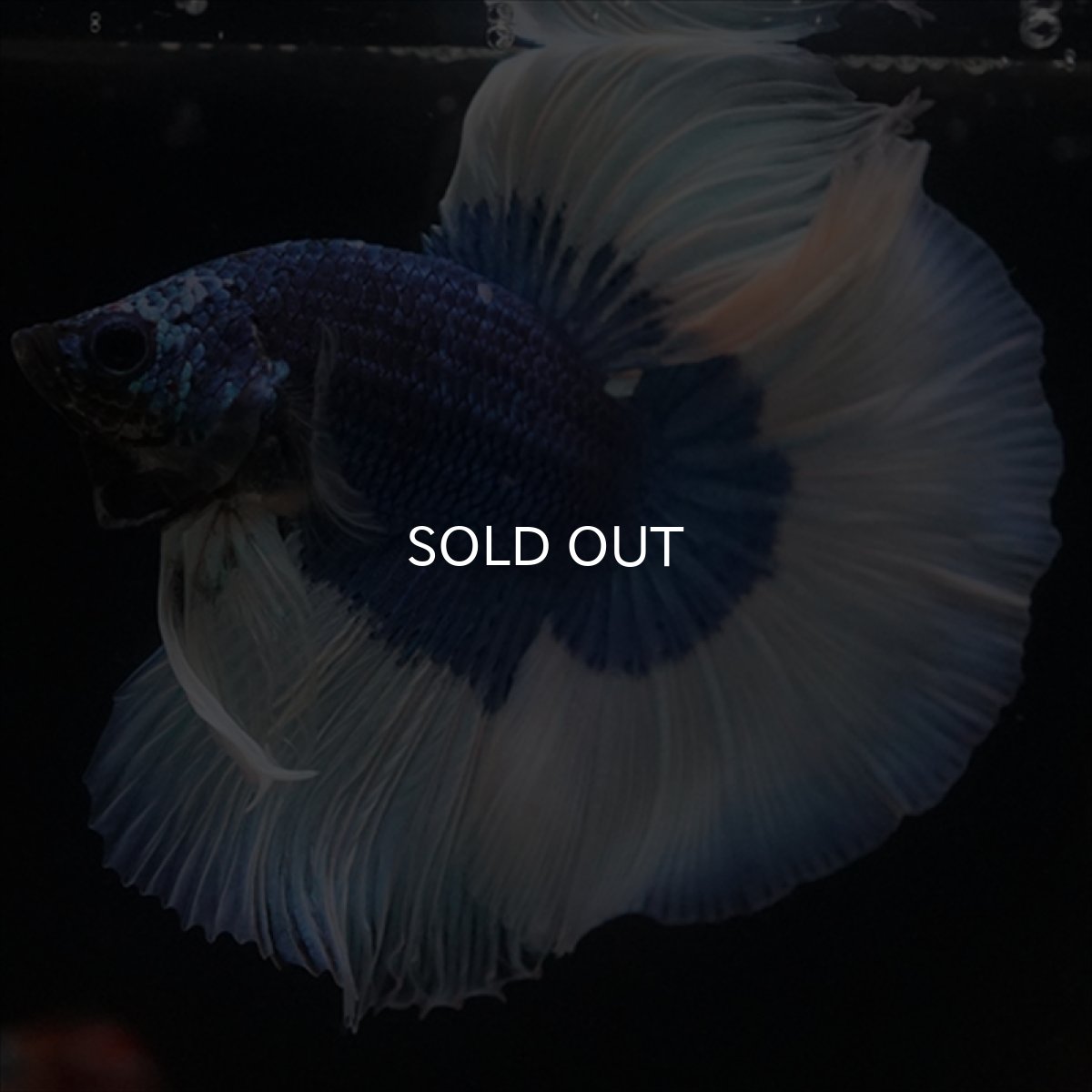 画像17: HM　ブルーバタフライ (17)