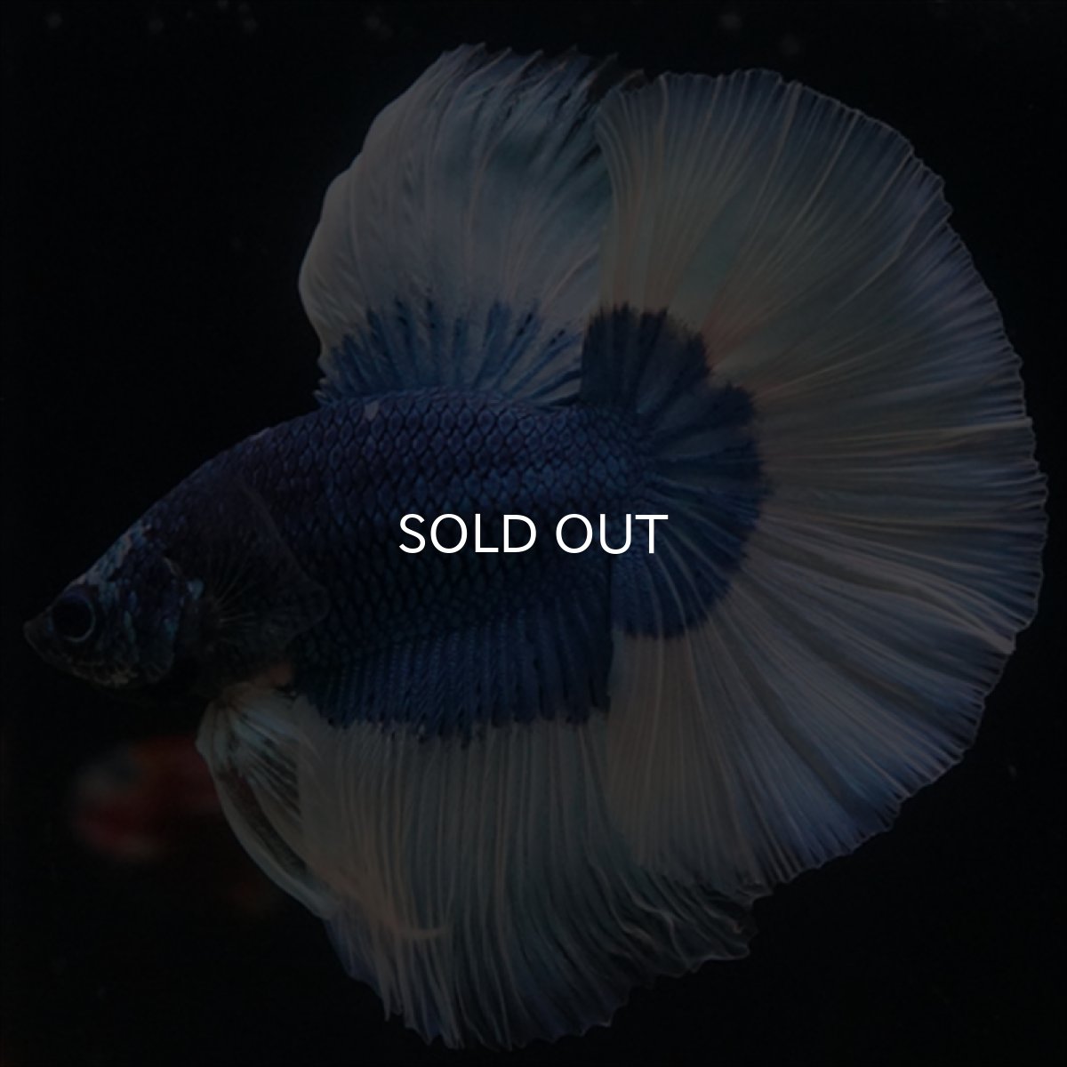 画像2: HM　ブルーバタフライ (2)